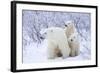 Polar Bears, Female and Two Cubs, Churchill Wildlife Area, Mb-Richard ans Susan Day-Framed Photographic Print