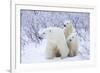 Polar Bears, Female and Two Cubs, Churchill Wildlife Area, Mb-Richard ans Susan Day-Framed Photographic Print