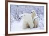 Polar Bears, Female and Two Cubs, Churchill Wildlife Area, Mb-Richard ans Susan Day-Framed Photographic Print