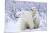 Polar Bears, Female and Two Cubs, Churchill Wildlife Area, Mb-Richard ans Susan Day-Mounted Photographic Print