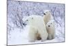 Polar Bears, Female and Two Cubs, Churchill Wildlife Area, Mb-Richard ans Susan Day-Mounted Photographic Print