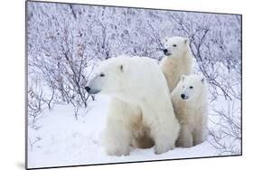 Polar Bears, Female and Two Cubs, Churchill Wildlife Area, Mb-Richard ans Susan Day-Mounted Photographic Print