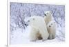 Polar Bears, Female and Two Cubs, Churchill Wildlife Area, Mb-Richard ans Susan Day-Framed Photographic Print