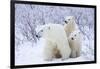 Polar Bears, Female and Two Cubs, Churchill Wildlife Area, Mb-Richard ans Susan Day-Framed Photographic Print