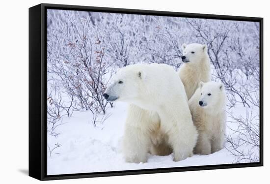 Polar Bears, Female and Two Cubs, Churchill Wildlife Area, Mb-Richard ans Susan Day-Framed Stretched Canvas