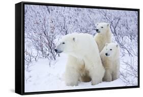 Polar Bears, Female and Two Cubs, Churchill Wildlife Area, Mb-Richard ans Susan Day-Framed Stretched Canvas