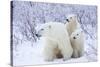 Polar Bears, Female and Two Cubs, Churchill Wildlife Area, Mb-Richard ans Susan Day-Stretched Canvas
