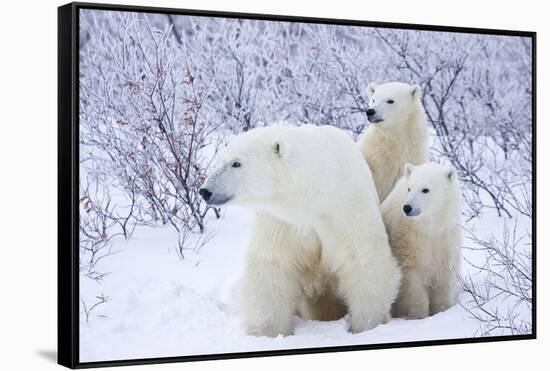 Polar Bears, Female and Two Cubs, Churchill Wildlife Area, Mb-Richard ans Susan Day-Framed Stretched Canvas