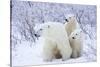 Polar Bears, Female and Two Cubs, Churchill Wildlife Area, Mb-Richard ans Susan Day-Stretched Canvas