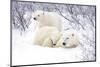 Polar Bears, Female and Two Cubs, Churchill Wildlife Area, Mb-Richard ans Susan Day-Mounted Photographic Print