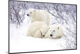 Polar Bears, Female and Two Cubs, Churchill Wildlife Area, Mb-Richard ans Susan Day-Mounted Photographic Print