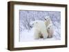 Polar Bears, Female and Two Cubs, Churchill Wildlife Area, Mb-Richard ans Susan Day-Framed Photographic Print