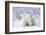 Polar Bears, Female and Two Cubs, Churchill Wildlife Area, Mb-Richard ans Susan Day-Framed Photographic Print