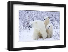 Polar Bears, Female and Two Cubs, Churchill Wildlife Area, Mb-Richard ans Susan Day-Framed Photographic Print