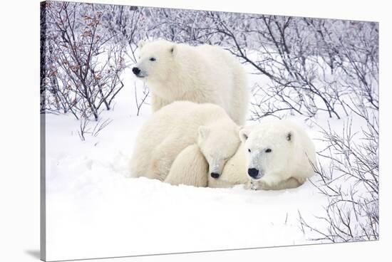 Polar Bears, Female and Two Cubs, Churchill Wildlife Area, Mb-Richard ans Susan Day-Stretched Canvas