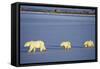 Polar Bears Female with 2 Cubs Walking on Frozen Pond, Churchill, Manitoba, Canada-Richard and Susan Day-Framed Stretched Canvas