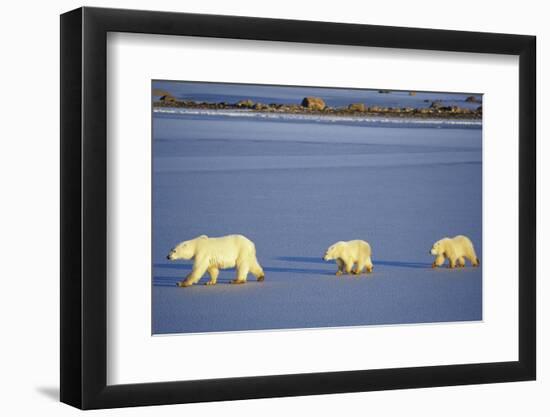 Polar Bears Female with 2 Cubs Walking on Frozen Pond, Churchill, Manitoba, Canada-Richard and Susan Day-Framed Photographic Print