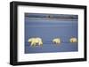 Polar Bears Female with 2 Cubs Walking on Frozen Pond, Churchill, Manitoba, Canada-Richard and Susan Day-Framed Photographic Print