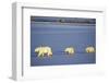 Polar Bears Female with 2 Cubs Walking on Frozen Pond, Churchill, Manitoba, Canada-Richard and Susan Day-Framed Photographic Print