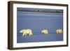 Polar Bears Female with 2 Cubs Walking on Frozen Pond, Churchill, Manitoba, Canada-Richard and Susan Day-Framed Photographic Print