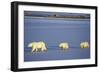 Polar Bears Female with 2 Cubs Walking on Frozen Pond, Churchill, Manitoba, Canada-Richard and Susan Day-Framed Photographic Print