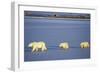 Polar Bears Female with 2 Cubs Walking on Frozen Pond, Churchill, Manitoba, Canada-Richard and Susan Day-Framed Photographic Print