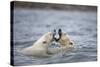 Polar Bears Fighting in Water-Paul Souders-Stretched Canvas