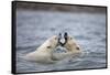 Polar Bears Fighting in Water-Paul Souders-Framed Stretched Canvas