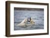 Polar Bears Fighting in Water-Paul Souders-Framed Photographic Print