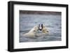 Polar Bears Fighting in Water-Paul Souders-Framed Photographic Print