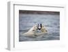 Polar Bears Fighting in Water-Paul Souders-Framed Photographic Print