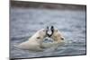 Polar Bears Fighting in Water-Paul Souders-Mounted Photographic Print