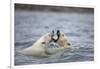 Polar Bears Fighting in Water-Paul Souders-Framed Photographic Print