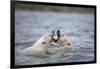 Polar Bears Fighting in Water-Paul Souders-Framed Photographic Print