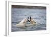 Polar Bears Fighting in Water-Paul Souders-Framed Photographic Print