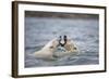 Polar Bears Fighting in Water-Paul Souders-Framed Photographic Print