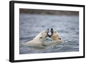 Polar Bears Fighting in Water-Paul Souders-Framed Photographic Print