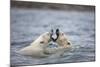 Polar Bears Fighting in Water-Paul Souders-Mounted Photographic Print