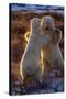 Polar Bears Fighting-Darrell Gulin-Stretched Canvas