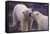 Polar Bears Fighting-DLILLC-Framed Stretched Canvas