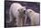 Polar Bears Fighting-DLILLC-Framed Stretched Canvas