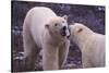 Polar Bears Fighting-DLILLC-Stretched Canvas