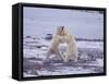 Polar Bears Fighting-DLILLC-Framed Stretched Canvas