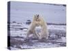 Polar Bears Fighting-DLILLC-Stretched Canvas