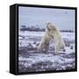 Polar Bears Fighting-DLILLC-Framed Stretched Canvas