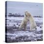 Polar Bears Fighting-DLILLC-Stretched Canvas