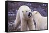 Polar Bears Fighting-DLILLC-Framed Stretched Canvas