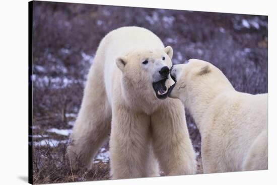 Polar Bears Fighting-DLILLC-Stretched Canvas