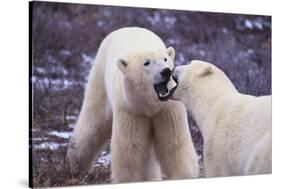 Polar Bears Fighting-DLILLC-Stretched Canvas