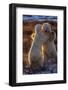 Polar Bears Fighting-Darrell Gulin-Framed Photographic Print